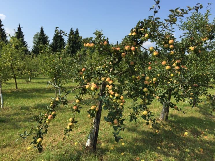 Botanical Garden in Powsin with kids, apple trees in Powsin