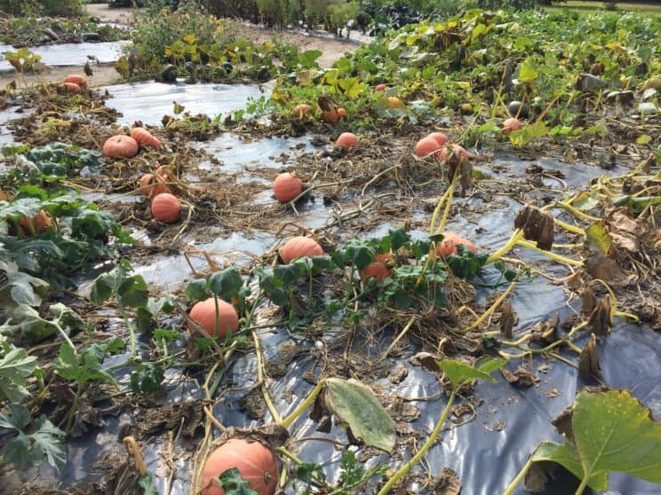 Botanical Garden in Powsin with kids, pumpkins in Powsin