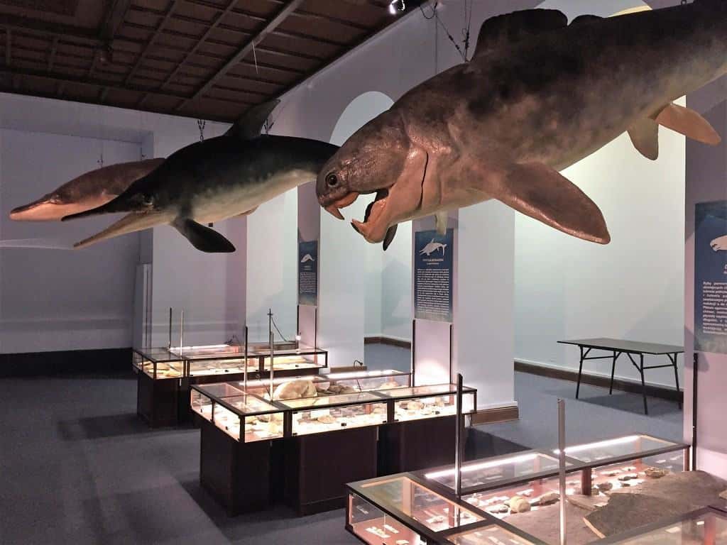 Natural History Museum (Museum of Evolution) in Warsaw - attractions for kids - underwater world