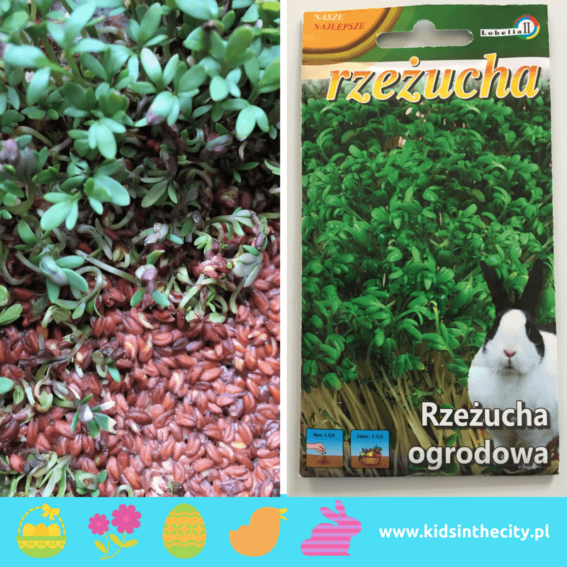 Easter traditions in Poland, Easter in poland, polish easter traditions, rzezucha, cress