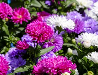 asters-3433847_1920