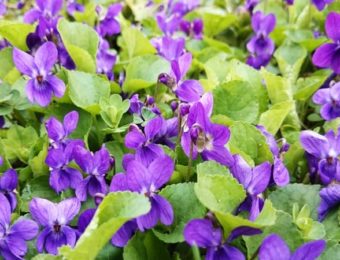 Viola odorata or wood violet