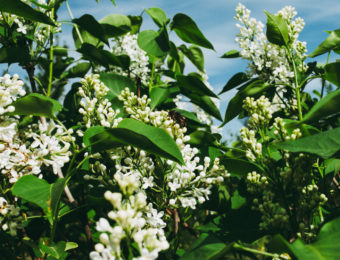 Spring branch of blossoming lilac. White lilac