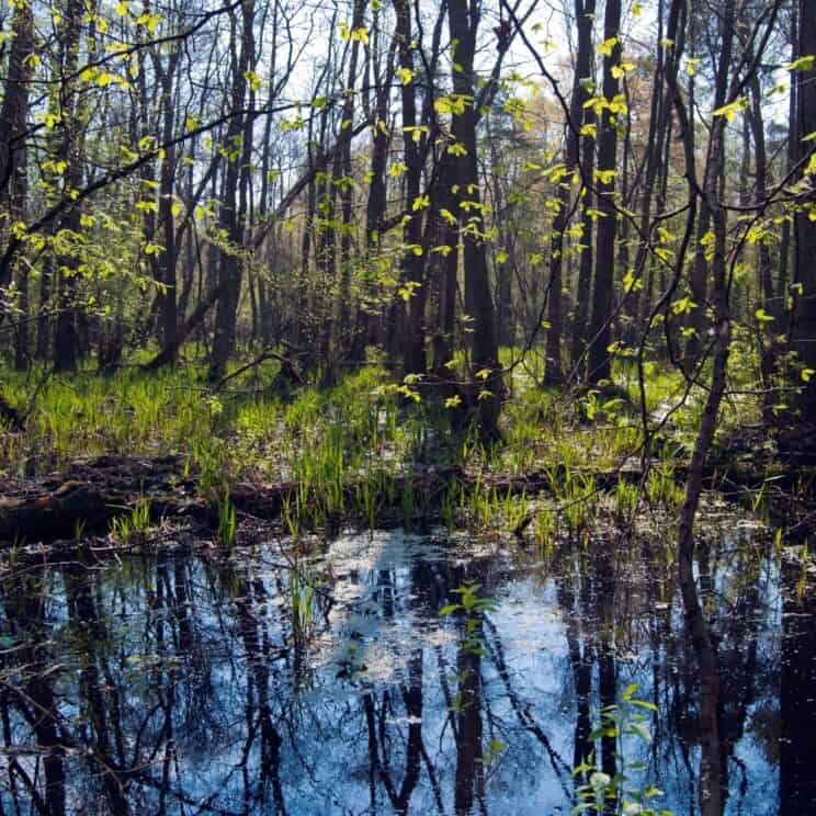 National parks in Poland: Kampinos Forest near Warsaw | Kids in the City